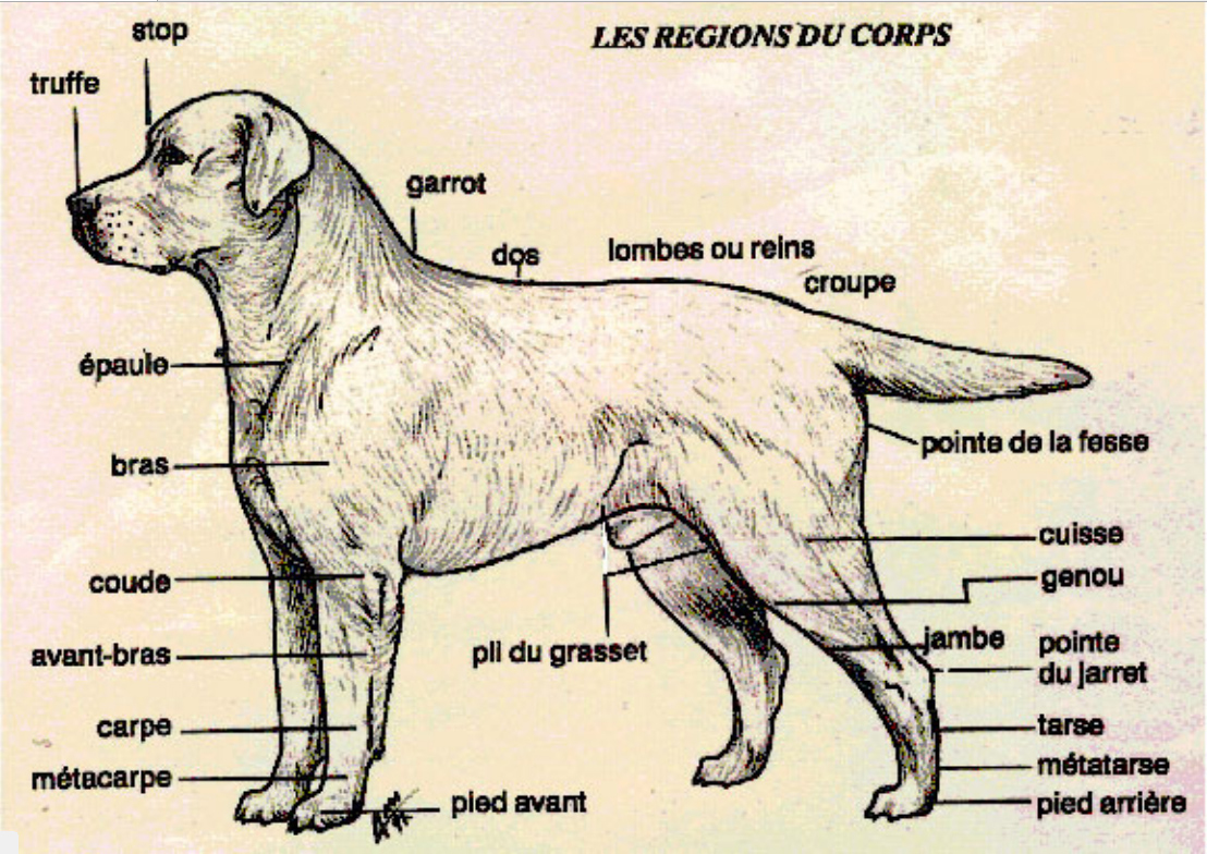 Сколько весит взрослый лабрадор. Лабрадор ретривер рост в холке. Лабрадор ретривер рост в холке и вес. Лабрадор ретривер параметры взрослой собаки. Параметры взрослого лабрадора кобеля.